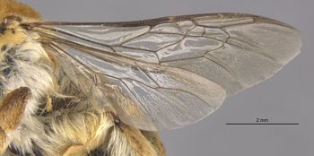 Media type: image;   Entomology 17217 Aspect: wing
